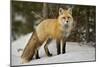 Red Fox (Vulpes Vulpes) (Vulpes Fulva) in Winter, Grand Teton National Park, Wyoming-James Hager-Mounted Photographic Print