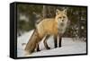 Red Fox (Vulpes Vulpes) (Vulpes Fulva) in Winter, Grand Teton National Park, Wyoming-James Hager-Framed Stretched Canvas