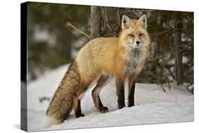 Red Fox (Vulpes Vulpes) (Vulpes Fulva) in Winter, Grand Teton National Park, Wyoming-James Hager-Stretched Canvas