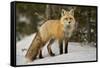Red Fox (Vulpes Vulpes) (Vulpes Fulva) in Winter, Grand Teton National Park, Wyoming-James Hager-Framed Stretched Canvas