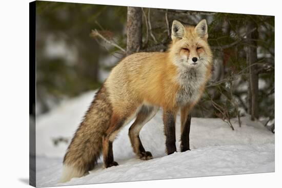 Red Fox (Vulpes Vulpes) (Vulpes Fulva) in Winter, Grand Teton National Park, Wyoming-James Hager-Stretched Canvas