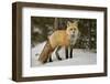 Red Fox (Vulpes Vulpes) (Vulpes Fulva) in Winter, Grand Teton National Park, Wyoming-James Hager-Framed Photographic Print