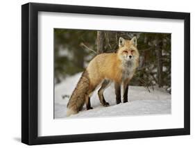 Red Fox (Vulpes Vulpes) (Vulpes Fulva) in Winter, Grand Teton National Park, Wyoming-James Hager-Framed Photographic Print