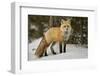 Red Fox (Vulpes Vulpes) (Vulpes Fulva) in Winter, Grand Teton National Park, Wyoming-James Hager-Framed Photographic Print
