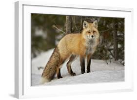 Red Fox (Vulpes Vulpes) (Vulpes Fulva) in Winter, Grand Teton National Park, Wyoming-James Hager-Framed Photographic Print
