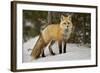 Red Fox (Vulpes Vulpes) (Vulpes Fulva) in Winter, Grand Teton National Park, Wyoming-James Hager-Framed Photographic Print