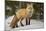 Red Fox (Vulpes Vulpes) (Vulpes Fulva) in Winter, Grand Teton National Park, Wyoming-James Hager-Mounted Photographic Print