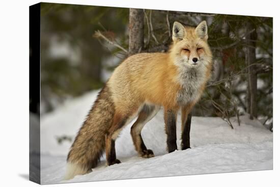 Red Fox (Vulpes Vulpes) (Vulpes Fulva) in Winter, Grand Teton National Park, Wyoming-James Hager-Stretched Canvas