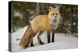 Red Fox (Vulpes Vulpes) (Vulpes Fulva) in Winter, Grand Teton National Park, Wyoming-James Hager-Stretched Canvas