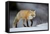 Red Fox (Vulpes Vulpes) (Vulpes Fulva) in Winter, Grand Teton National Park, Wyoming-James Hager-Framed Stretched Canvas