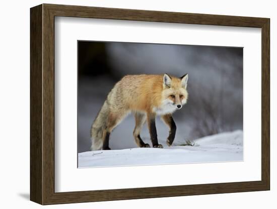 Red Fox (Vulpes Vulpes) (Vulpes Fulva) in Winter, Grand Teton National Park, Wyoming-James Hager-Framed Photographic Print