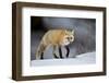 Red Fox (Vulpes Vulpes) (Vulpes Fulva) in Winter, Grand Teton National Park, Wyoming-James Hager-Framed Photographic Print