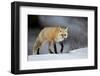 Red Fox (Vulpes Vulpes) (Vulpes Fulva) in Winter, Grand Teton National Park, Wyoming-James Hager-Framed Photographic Print