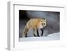 Red Fox (Vulpes Vulpes) (Vulpes Fulva) in Winter, Grand Teton National Park, Wyoming-James Hager-Framed Photographic Print