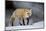 Red Fox (Vulpes Vulpes) (Vulpes Fulva) in Winter, Grand Teton National Park, Wyoming-James Hager-Mounted Photographic Print