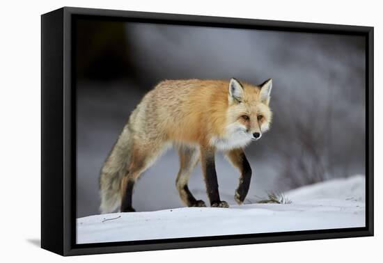 Red Fox (Vulpes Vulpes) (Vulpes Fulva) in Winter, Grand Teton National Park, Wyoming-James Hager-Framed Stretched Canvas