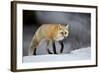 Red Fox (Vulpes Vulpes) (Vulpes Fulva) in Winter, Grand Teton National Park, Wyoming-James Hager-Framed Photographic Print