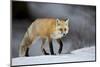 Red Fox (Vulpes Vulpes) (Vulpes Fulva) in Winter, Grand Teton National Park, Wyoming-James Hager-Mounted Premium Photographic Print