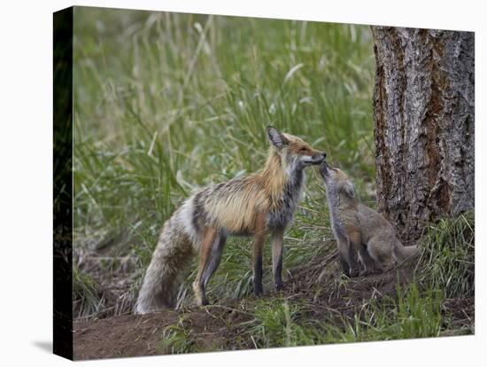 Red Fox (Vulpes Vulpes) (Vulpes Fulva) Kit Licking its Father's Mouth-James Hager-Stretched Canvas