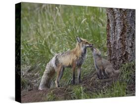 Red Fox (Vulpes Vulpes) (Vulpes Fulva) Kit Licking its Father's Mouth-James Hager-Stretched Canvas