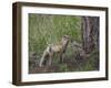 Red Fox (Vulpes Vulpes) (Vulpes Fulva) Kit Licking its Father's Mouth-James Hager-Framed Photographic Print