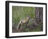 Red Fox (Vulpes Vulpes) (Vulpes Fulva) Kit Licking its Father's Mouth-James Hager-Framed Photographic Print