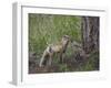 Red Fox (Vulpes Vulpes) (Vulpes Fulva) Kit Licking its Father's Mouth-James Hager-Framed Photographic Print