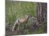 Red Fox (Vulpes Vulpes) (Vulpes Fulva) Kit Licking its Father's Mouth-James Hager-Mounted Photographic Print