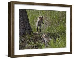 Red Fox (Vulpes Vulpes) (Vulpes Fulva) Kit Pouncing on its Sibling-James Hager-Framed Photographic Print