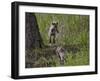 Red Fox (Vulpes Vulpes) (Vulpes Fulva) Kit Pouncing on its Sibling-James Hager-Framed Photographic Print