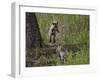 Red Fox (Vulpes Vulpes) (Vulpes Fulva) Kit Pouncing on its Sibling-James Hager-Framed Photographic Print