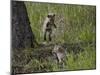 Red Fox (Vulpes Vulpes) (Vulpes Fulva) Kit Pouncing on its Sibling-James Hager-Mounted Photographic Print