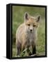 Red Fox (Vulpes Vulpes) (Vulpes Fulva) Pup, Bear River Migratory Bird Refuge, Utah, USA-James Hager-Framed Stretched Canvas