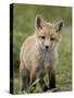 Red Fox (Vulpes Vulpes) (Vulpes Fulva) Pup, Bear River Migratory Bird Refuge, Utah, USA-James Hager-Stretched Canvas