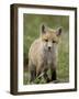 Red Fox (Vulpes Vulpes) (Vulpes Fulva) Pup, Bear River Migratory Bird Refuge, Utah, USA-James Hager-Framed Photographic Print