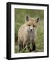 Red Fox (Vulpes Vulpes) (Vulpes Fulva) Pup, Bear River Migratory Bird Refuge, Utah, USA-James Hager-Framed Photographic Print