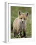 Red Fox (Vulpes Vulpes) (Vulpes Fulva) Pup, Bear River Migratory Bird Refuge, Utah, USA-James Hager-Framed Photographic Print