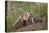 Red Fox (Vulpes Vulpes) (Vulpes Fulva) Vixen and Kit-James Hager-Stretched Canvas