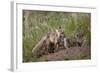 Red Fox (Vulpes Vulpes) (Vulpes Fulva) Vixen and Kit-James Hager-Framed Photographic Print