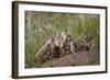 Red Fox (Vulpes Vulpes) (Vulpes Fulva) Vixen and Kit-James Hager-Framed Photographic Print