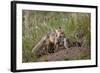 Red Fox (Vulpes Vulpes) (Vulpes Fulva) Vixen and Kit-James Hager-Framed Photographic Print