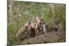 Red Fox (Vulpes Vulpes) (Vulpes Fulva) Vixen and Kit-James Hager-Mounted Photographic Print