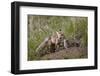 Red Fox (Vulpes Vulpes) (Vulpes Fulva) Vixen and Kit-James Hager-Framed Photographic Print