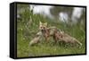 Red Fox (Vulpes Vulpes) (Vulpes Fulva) Vixen and Two Kits-James Hager-Framed Stretched Canvas