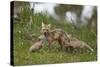 Red Fox (Vulpes Vulpes) (Vulpes Fulva) Vixen and Two Kits-James Hager-Stretched Canvas