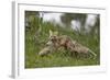 Red Fox (Vulpes Vulpes) (Vulpes Fulva) Vixen and Two Kits-James Hager-Framed Photographic Print