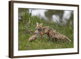 Red Fox (Vulpes Vulpes) (Vulpes Fulva) Vixen and Two Kits-James Hager-Framed Photographic Print