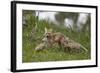 Red Fox (Vulpes Vulpes) (Vulpes Fulva) Vixen and Two Kits-James Hager-Framed Photographic Print