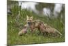 Red Fox (Vulpes Vulpes) (Vulpes Fulva) Vixen and Two Kits-James Hager-Mounted Photographic Print