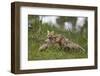 Red Fox (Vulpes Vulpes) (Vulpes Fulva) Vixen and Two Kits-James Hager-Framed Photographic Print